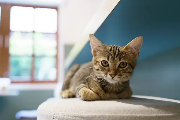 Bringing Home Your Feline Friend: A Gentle Week-by-Week Guide to Cat Introduction