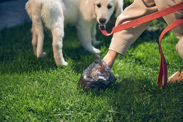 ¿Eres nuevo dueño de un cachorro? Este es el motivo por el que las heces blandas de tu cachorro no deberían (siempre) preocuparte