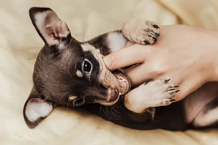 Gérer les problèmes courants de comportement des chiots : résoudre les sauts, les morsures, la mastication et les aboiements