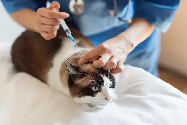 Le calendrier complet de vaccination des chats : un guide pour les propriétaires aimants qui veulent garder leur ami félin en bonne santé