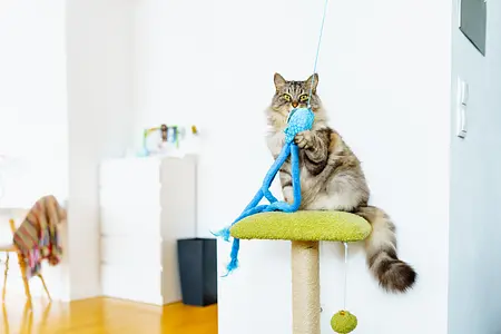 Mantendo seu gato ativo dentro de casa: ideias divertidas e criativas de exercícios para felinos felizes e saudáveis