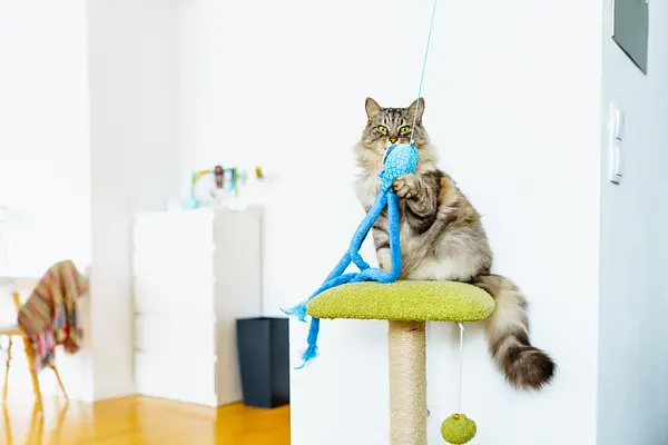Keeping Your Indoor Cat Active: Fun and Creative Exercise Ideas for Happy, Healthy Felines